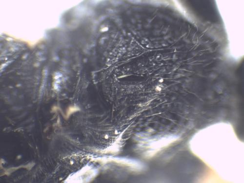 Coelichneumon rudis